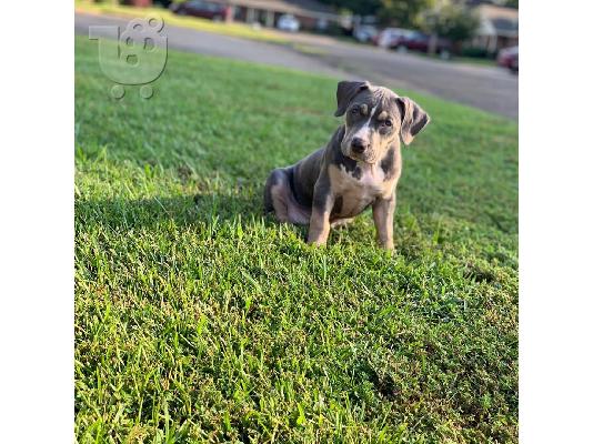 X μάζα αμερικανικό pit bull terrier